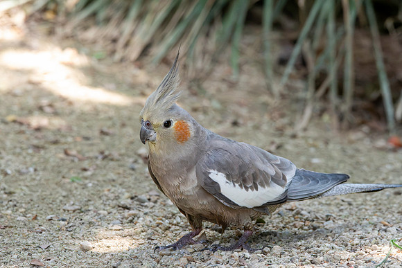 Cockatiel