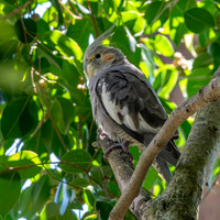 Cockatiel