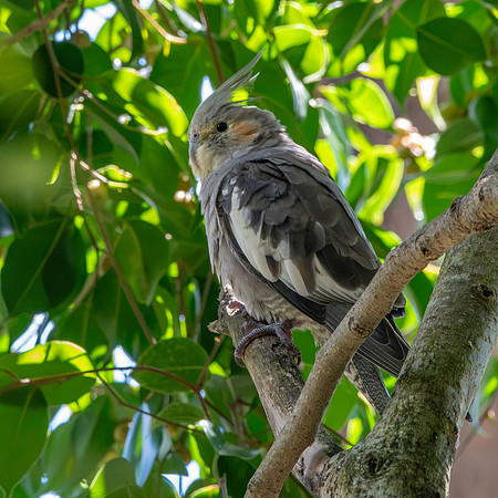 Cockatiel