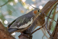 Cockatiel