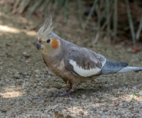 Cockatiel
