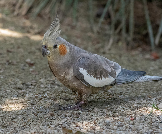 Cockatiel