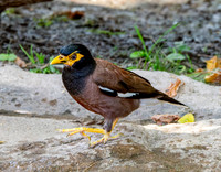 Common myna