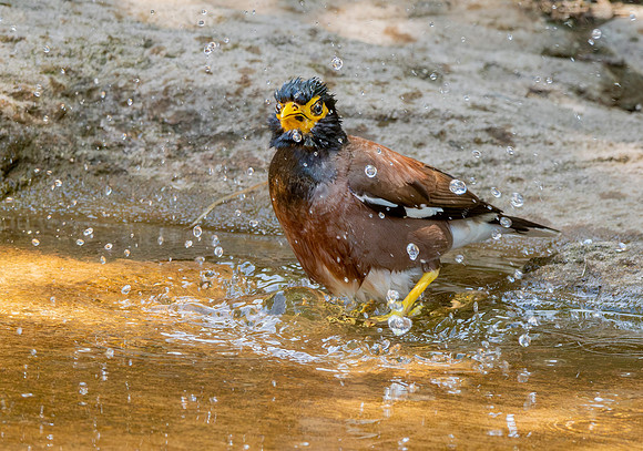 Common myna