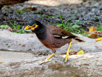 Common myna