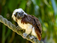 Cotton top tamarin