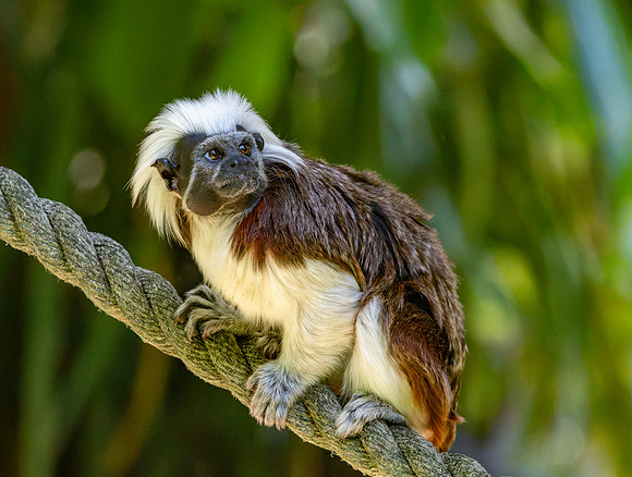 Cotton top tamarin