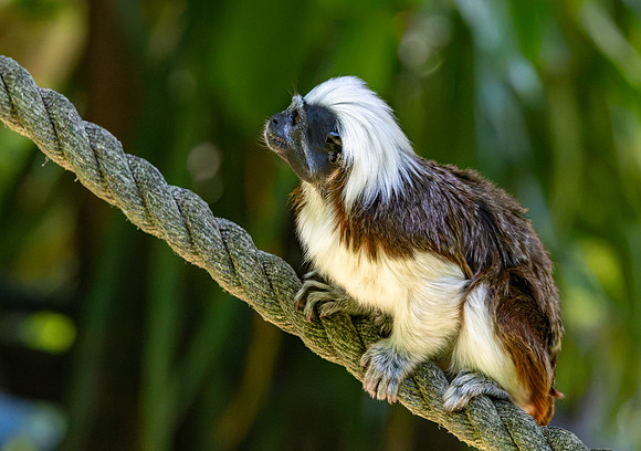 Cotton top tamarin