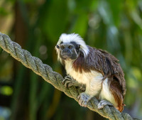 Cotton top tamarin