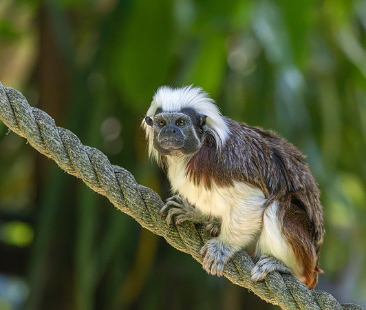 Cotton top tamarin