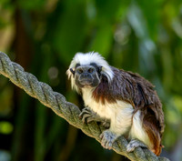 Cotton top tamarin