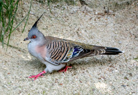 Crested pigeon