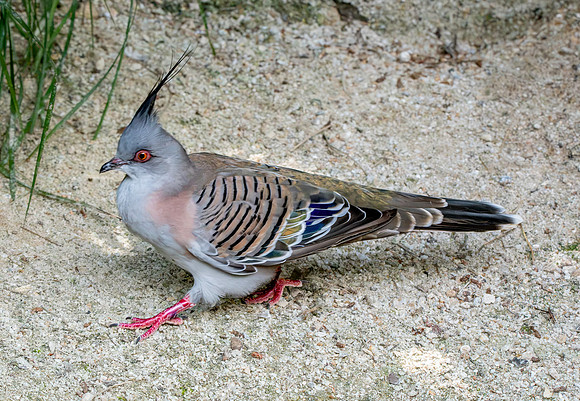 Crested pigeon