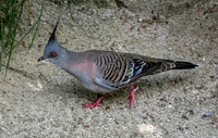 Crested pigeon