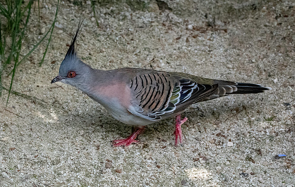 Crested pigeon