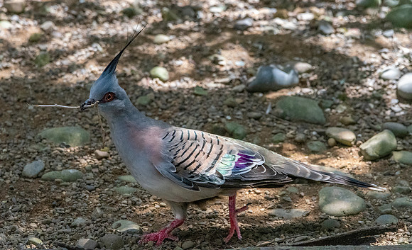 Crested pigeon