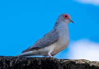 Diamond dove