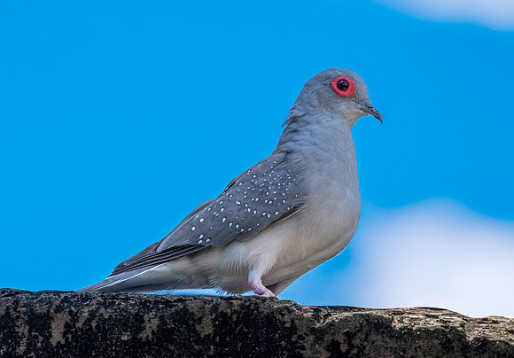 Diamond dove