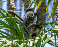Emperor tamarin