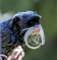 Emperor tamarin