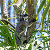 Emperor tamarin
