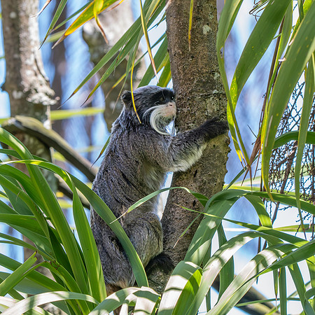 Emperor tamarin