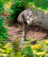 Emu