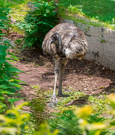 Emu