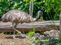 Emu