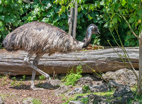 Emu