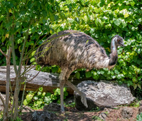 Emu