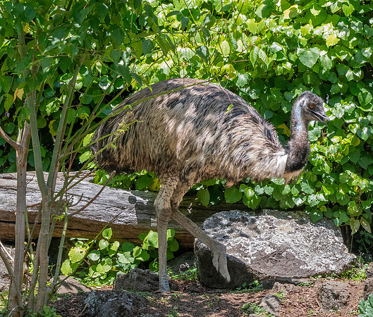 Emu