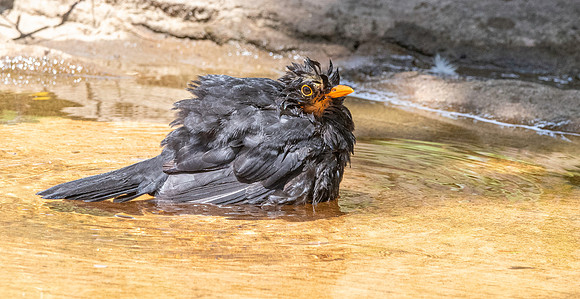 Common blackbird