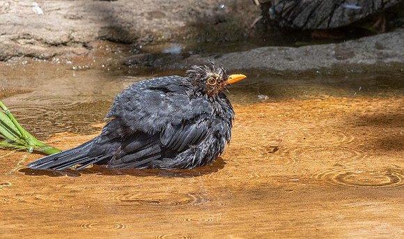 Common blackbird