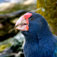 Takahe - giant swamphen