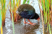 Takahe - giant swamphen
