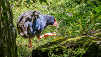 Takahe - giant swamphen
