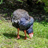 Takahe - giant swamphen