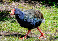 Takahe - giant swamphen