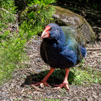 Takahe - giant swamphen