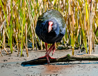 Takahe - giant swamphen