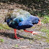 Takahe - giant swamphen