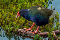 Takahe - giant swamphen