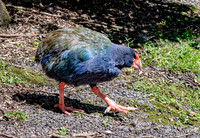 Takahe - giant swamphen