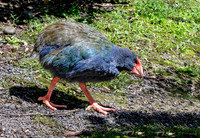 Takahe - giant swamphen