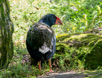 Takahe - giant swamphen