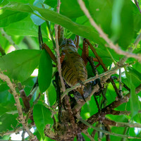 Giant wetapunga