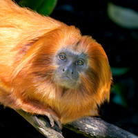Golden lion tamarin