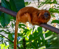 Golden lion tamarin