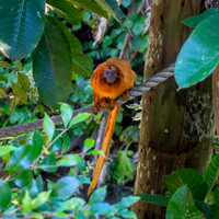 Golden lion tamarin